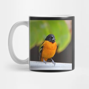 Baltimore Oriole Mug